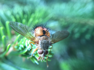 Картинка животные насекомые крылья волосы насекомое летать макро