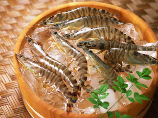 Картинка еда рыба +морепродукты +суши +роллы бочка креветки лед морепродукты зелень