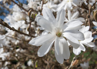 Картинка цветы магнолии магнолия дерево цветение весна