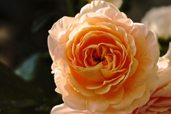 Картинка цветы розы макро роза жёлтая бутон лепестки