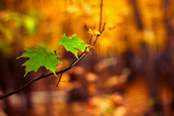 Картинка природа листья ветка размытость фон макро клен