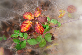 Картинка природа листья ветки паутина осень фон краски макро