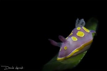 Картинка животные -+другое подводный мир моллюск темный фон фиолетовый