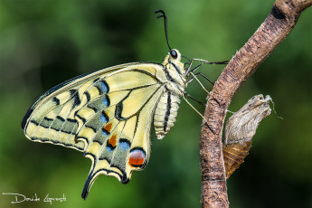 Картинка животные бабочки +мотыльки +моли бабочка фон природа насекомое