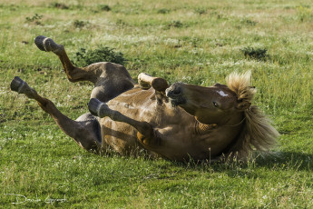 Картинка животные лошади грива копыта лошадь трава