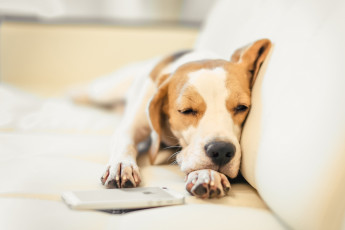 Картинка животные собаки диван мобильник