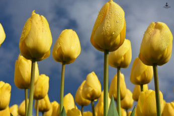 Картинка цветы тюльпаны бутоны небо желтые весна