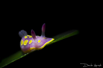 Картинка животные -+другое моллюск подводный мир фиолетовый темный фон