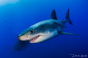 Картинка животные акулы океан давиде море рыба акула подводный мир