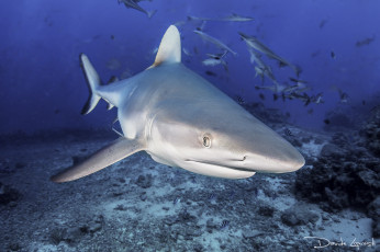 Картинка животные акулы океан рыба море акула подводный мир