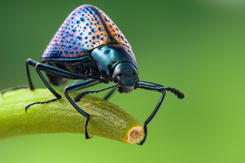 Картинка животные насекомые жук grebovic насекомое макро