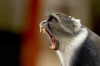 Картинка животные обезьяны рот обезьяна клыки фон