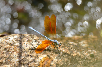 Картинка животные стрекозы блики крылья насекомое стрекоза