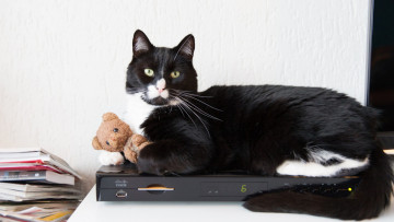 Картинка животные коты плеер книги игрушка