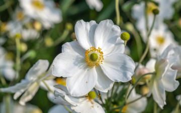 Картинка цветы анемоны +сон-трава лепестки белые анемон макро