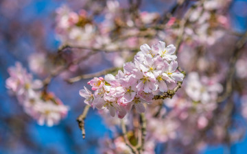Картинка цветы цветущие+деревья+ +кустарники природа весна небо ветки фон цветение