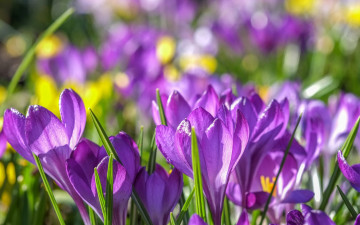 обоя цветы, крокусы, весна, крокус, шафран, фиолетовые