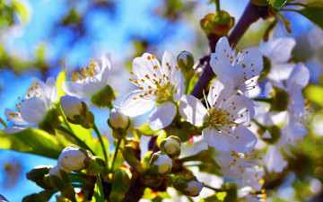 Картинка цветы сакура +вишня весна вишня лепестки цветение ветка бутон