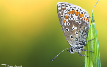 Картинка животные бабочки +мотыльки +моли бабочка фон насекомое растения природа