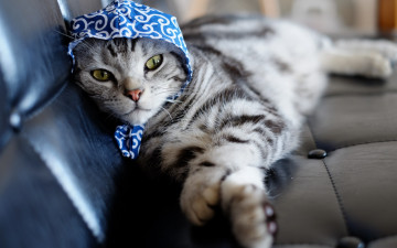 Картинка животные коты чепец диван