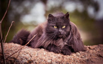 Картинка животные коты ветки черный цвет