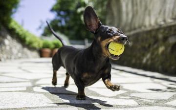 Картинка животные собаки мяч ротвейлер пес игра бег
