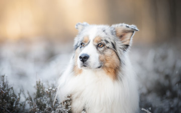 Картинка животные собаки собака морда аусси боке австралийская овчарка