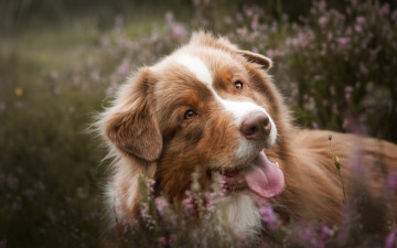Картинка животные собаки язык вереск аусси австралийская овчарка морда собака боке