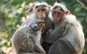 Картинка животные обезьяны смотри японские макаки семья детеныш