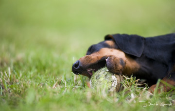 Картинка животные собаки шар собака такса трава