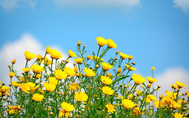 Обои картинки фото цветы, луговые , полевые,  цветы, небо, желтые, весна, поле, солнце