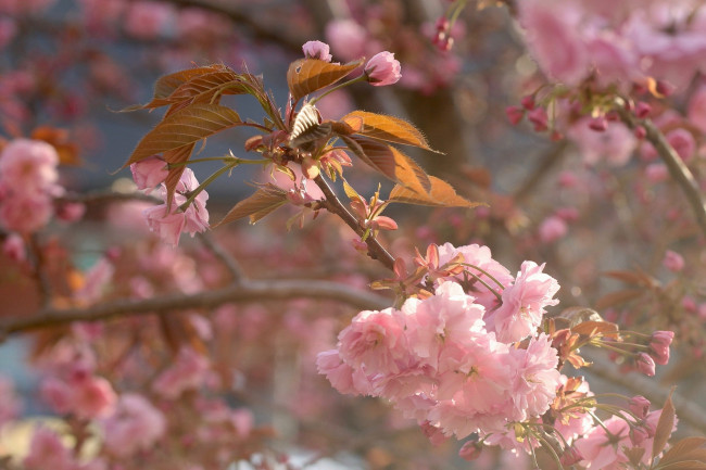 Обои картинки фото цветы, сакура,  вишня, макро, цветение, вишня, весна, ветка