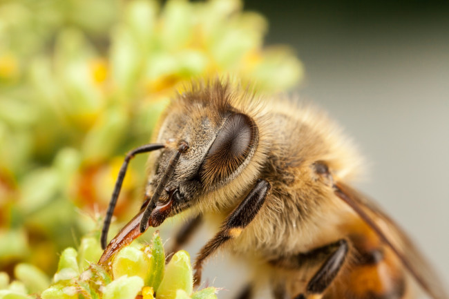 Обои картинки фото животные, пчелы,  осы,  шмели, макро, цветок