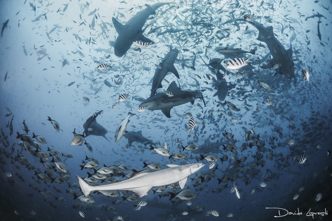 Обои картинки фото животные, разные вместе, море, акулы, акула, океан, подводный, мир, рыба