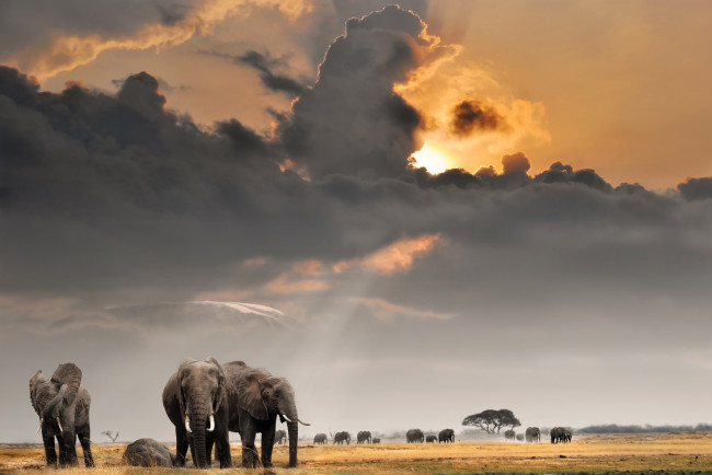 Обои картинки фото животные, слоны, стадо, небо, поле, африка, облака, саванна, солнце