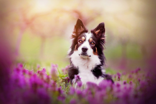 Обои картинки фото животные, собаки, весна, собака, цветы, бордер-колли