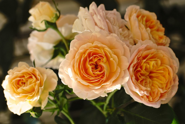 Обои картинки фото цветы, розы, цветение, bud, rose, blossoms, leaves, листья, лепестки, бутон, роза, petals