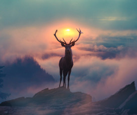 Картинка животные олени фотография северный олень утро туман