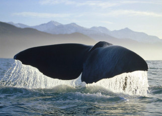Картинка животные киты +кашалоты кит хвост море