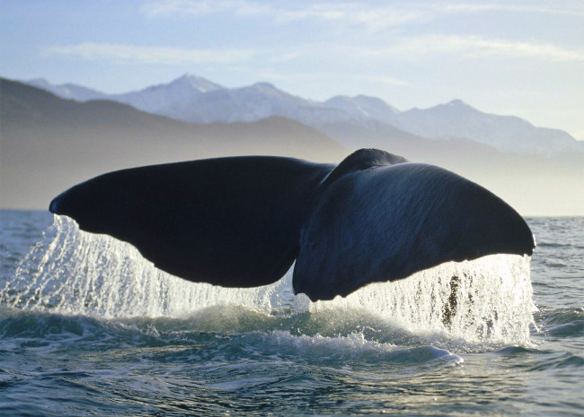 Обои картинки фото животные, киты,  кашалоты, кит, хвост, море
