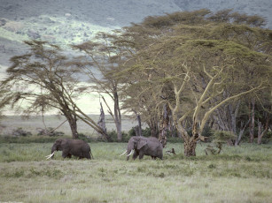 обоя african, elephant, tanzania, africa, животные, слоны
