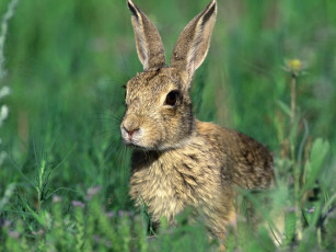Картинка cottontail rabbit животные кролики зайцы
