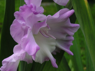Картинка цветы гладиолусы