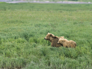 Картинка momma and her cubs brown bears alaska животные медведи