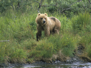 Картинка on the watch brown bear alaska животные медведи