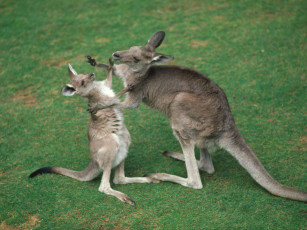 Картинка roo rumble животные кенгуру