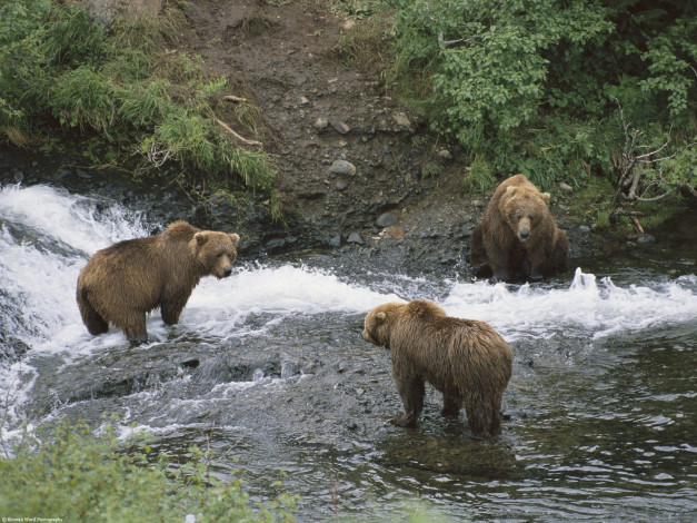 Обои картинки фото meeting, of, minds, brown, bears, alaska, животные, медведи