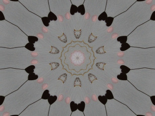 Картинка 3д графика fractal фракталы цвета абстракция узор