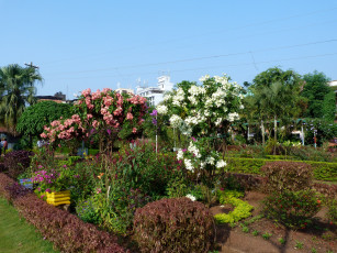 Картинка индия гоа маргао природа парк сад цветы