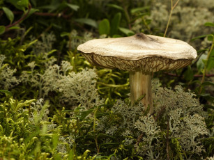 Картинка природа грибы мох гриб
